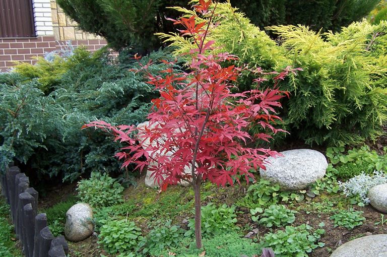 Acer palmatum atropurpureum