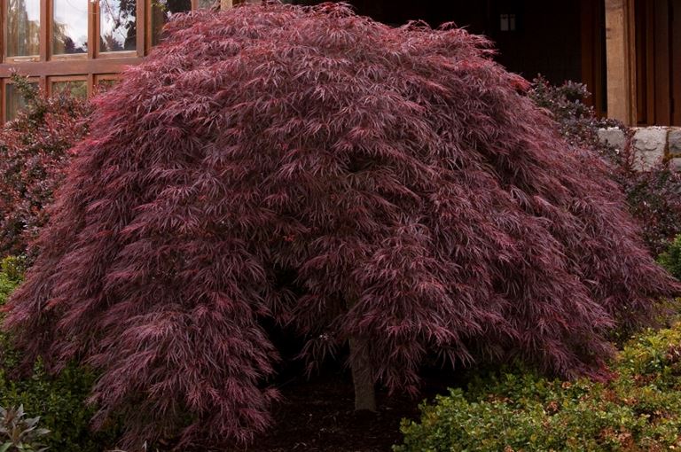 Acer palmatum dissectum atropurpureum