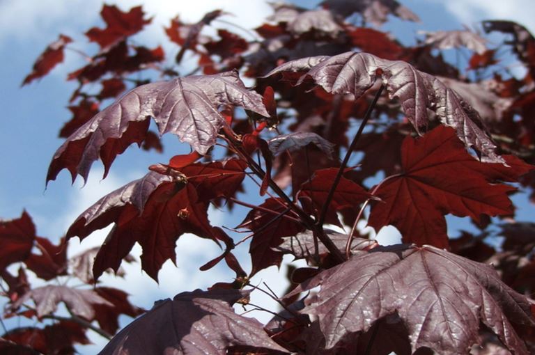 Acer platanoides Crimson King