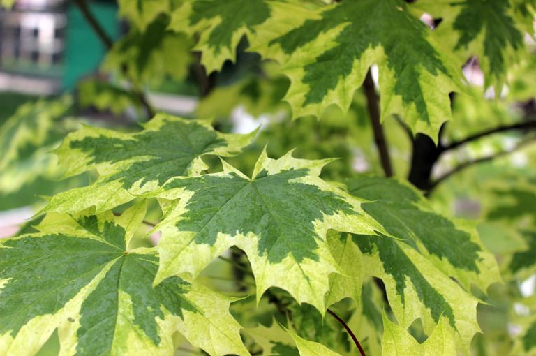 Acer platanoides drummondii - Šareno lisni javor
