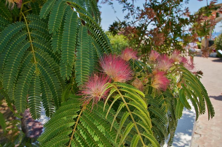 Albizzia Julibrissin