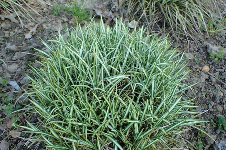 Carex divulsa