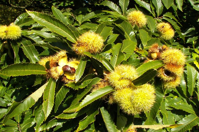 Castanea sativa 