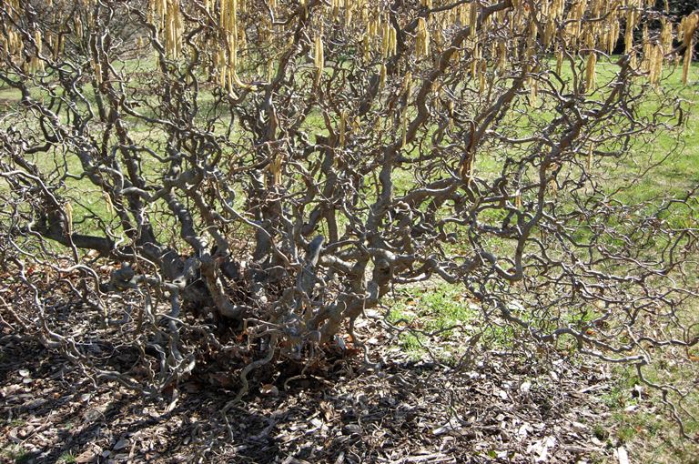 Corylus avellana contorta