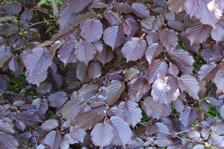 Corylus maxima Purpurea