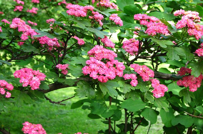 Crataegus laevigata Paul s Scarlet