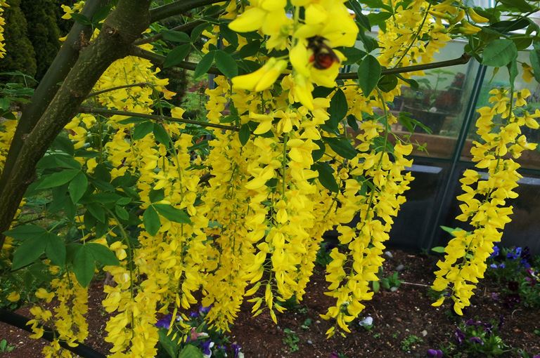 Cytisus laburnum