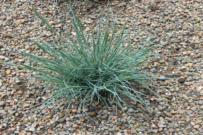 Festuca glauca