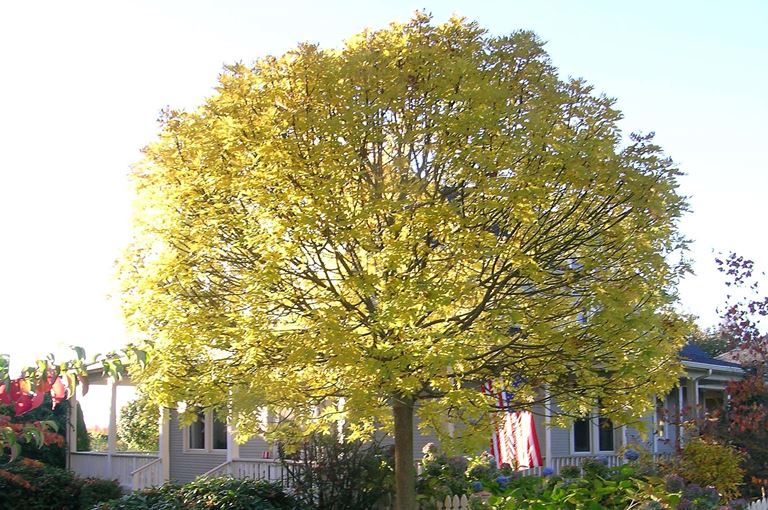 Fraxinus excelsior globosa