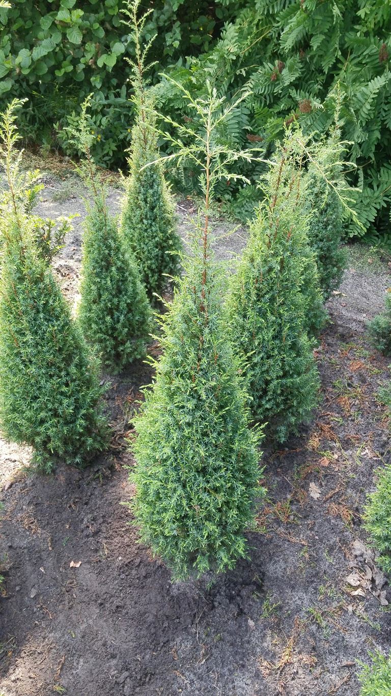 Juniperus communis Hibernica - Kleka