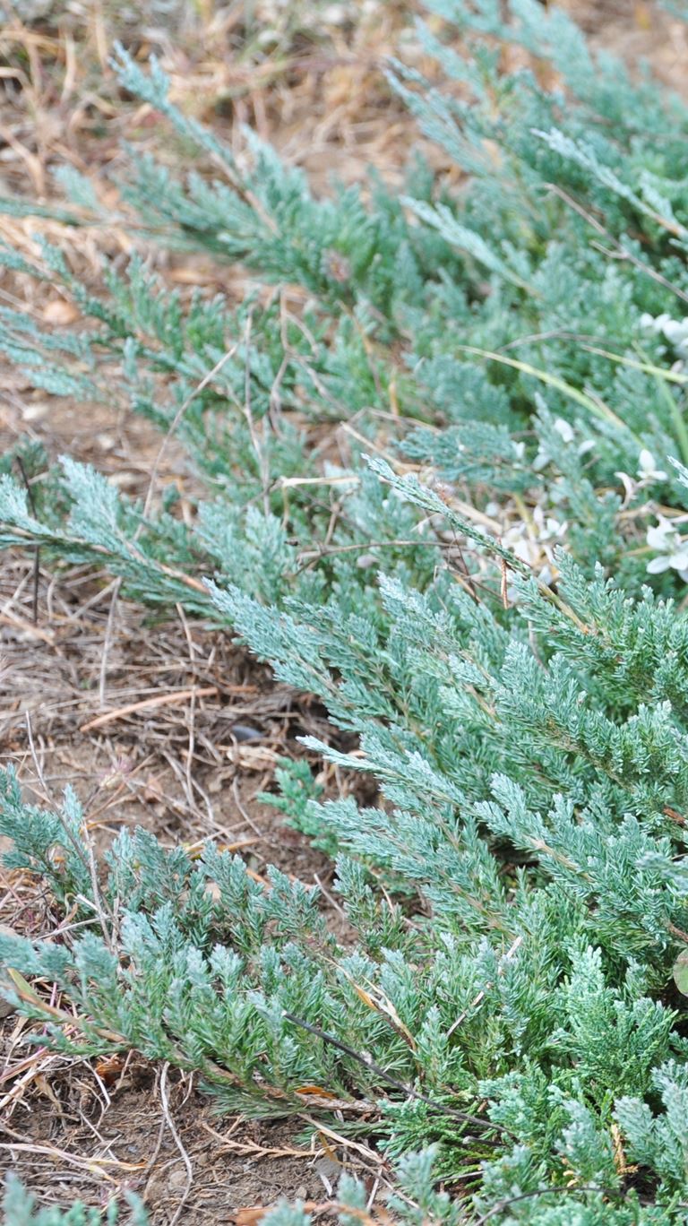 Juniperus horizontalis glauca - Polegla srebrno plava kleka