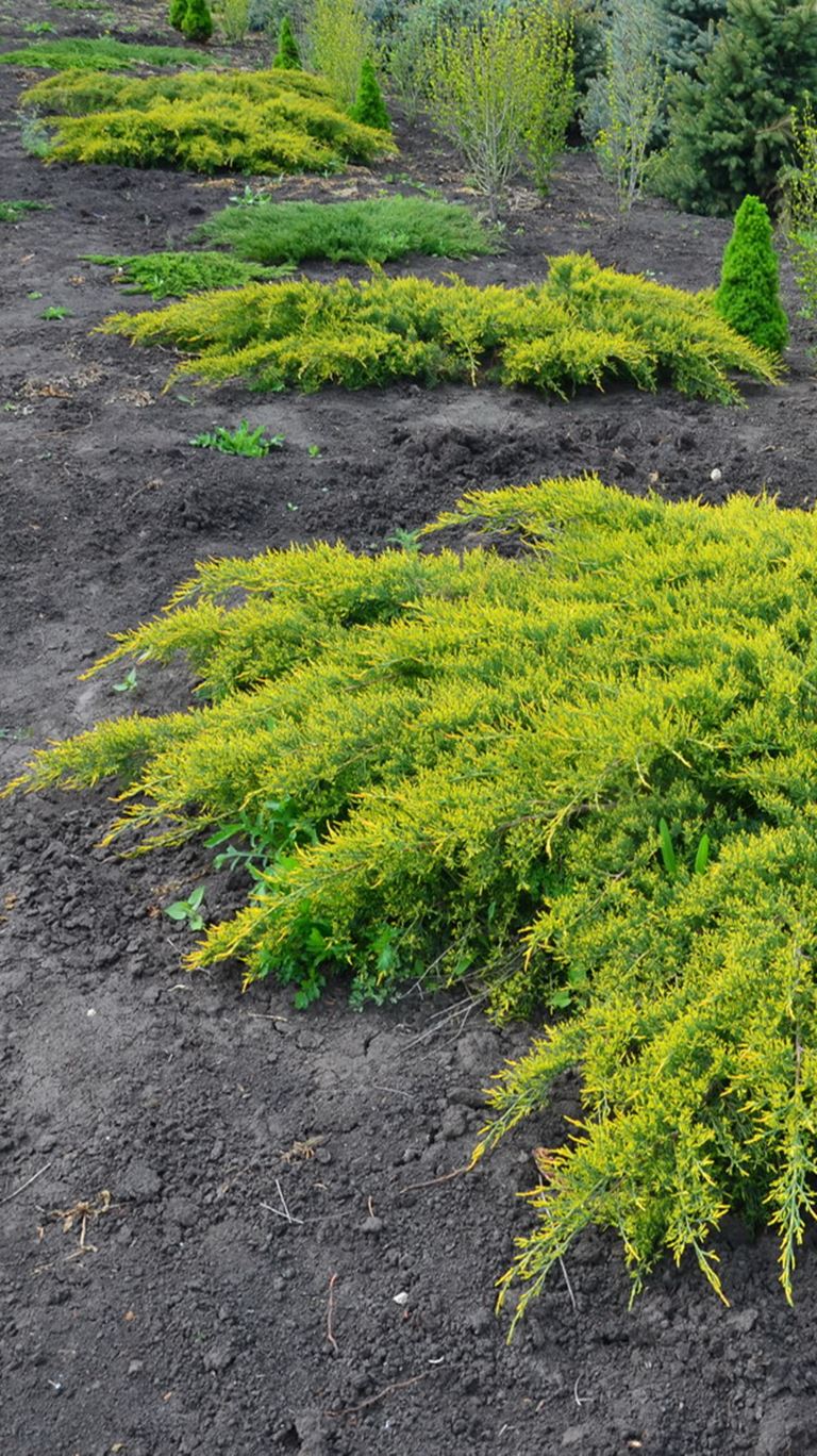 Juniperus media pfitizeriana Aurea - Polegla po ivici žuta kleka
