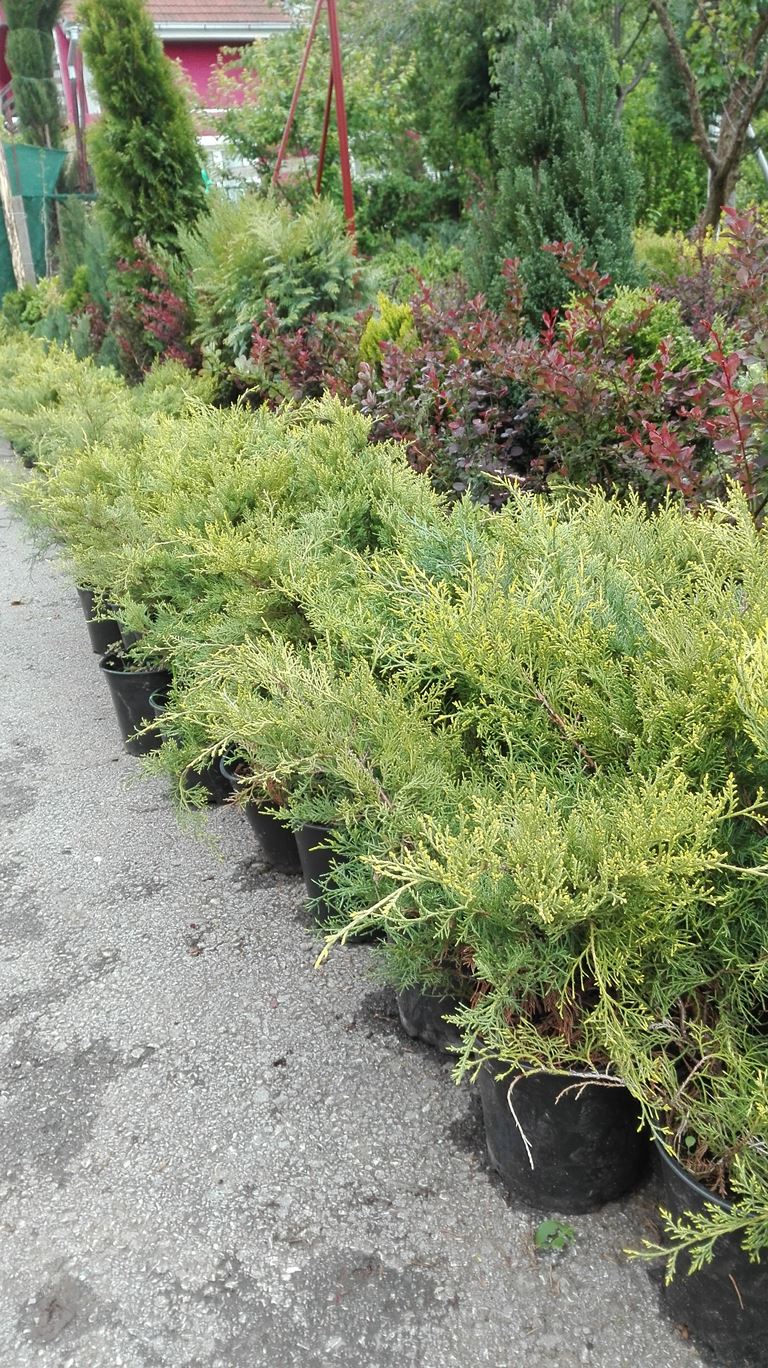 Juniperus old gold - Polegla kleka žute boje