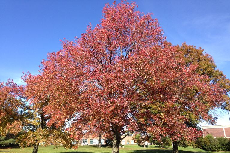 Liquidambar styraciflua