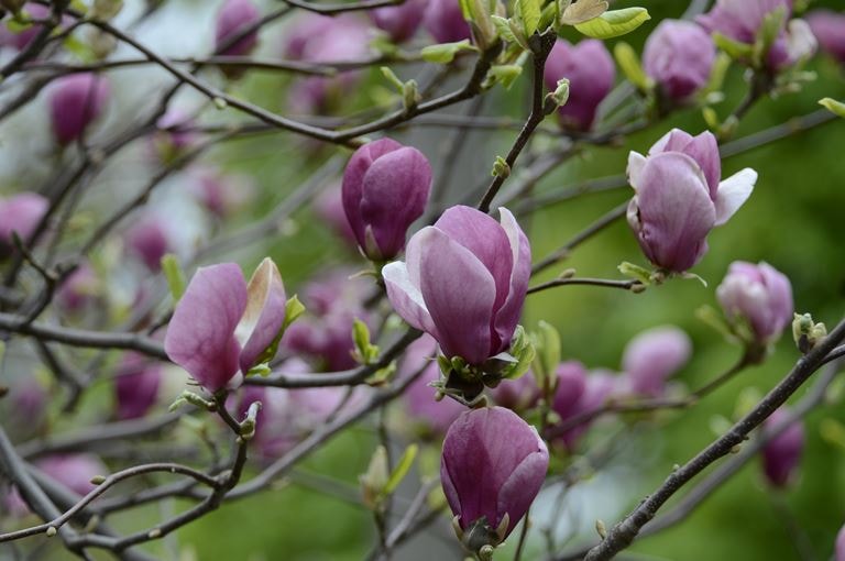 Magnolia Rustica Rubra