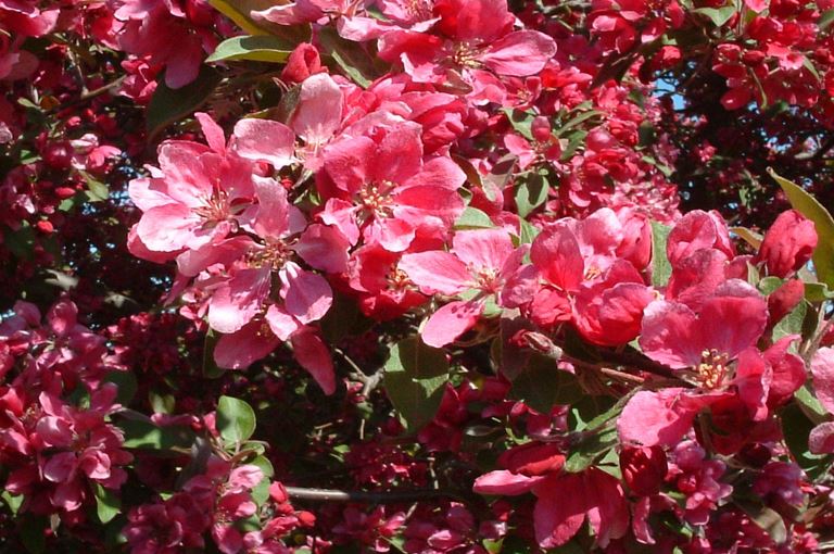 Malus floribunda atropurpurea