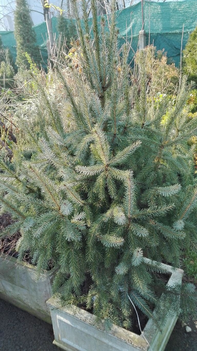 Picea Omorica