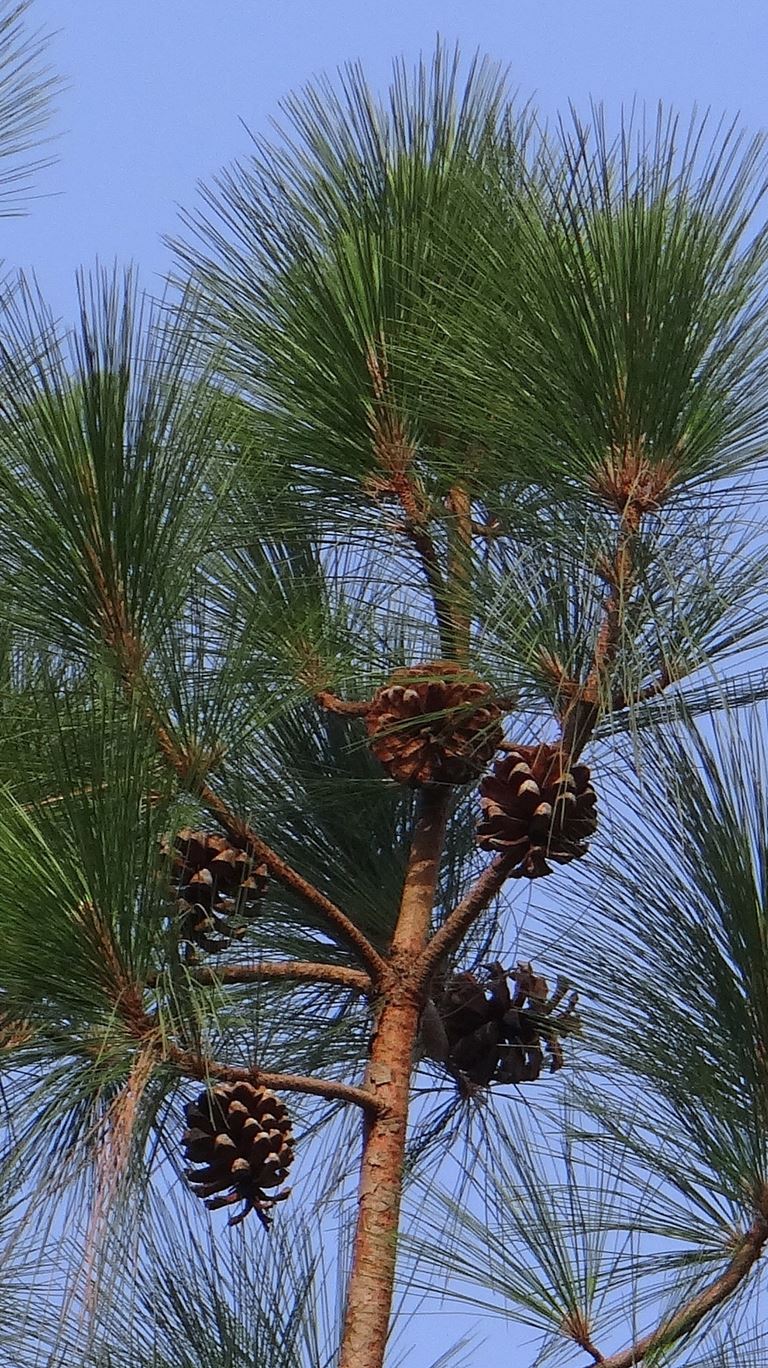 Pinus excelsa – Himalajski bor