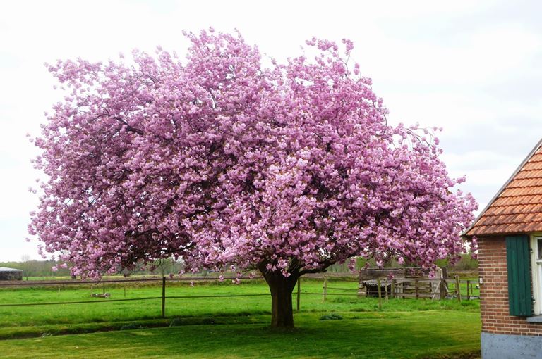 Prunus Hisakura