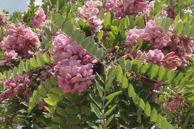 Robinia hispida