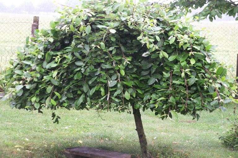 Salix caprea pendula