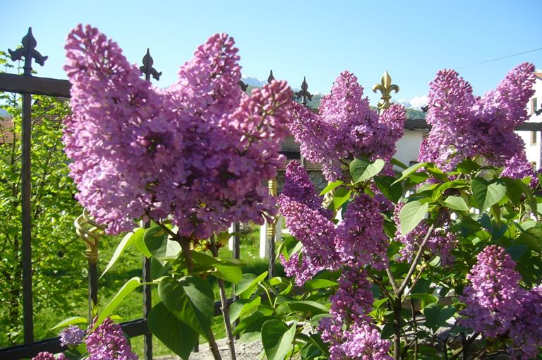 Syringa vulgaris - Jorgovan