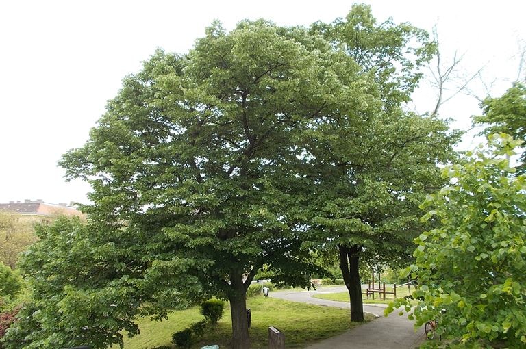 Tilia tomentosa – Tilia argentea