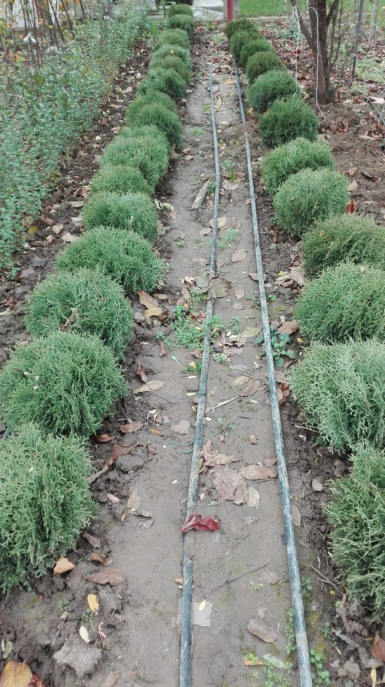 Thuja occidentalis Danica