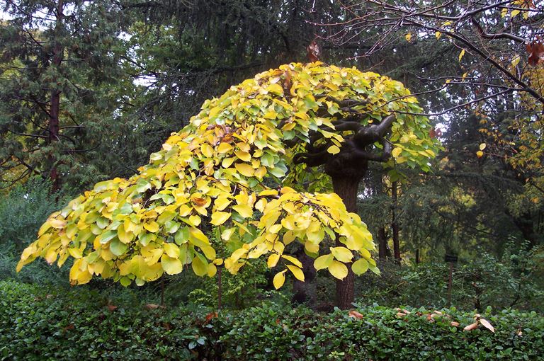 Ulmus grabra pendula