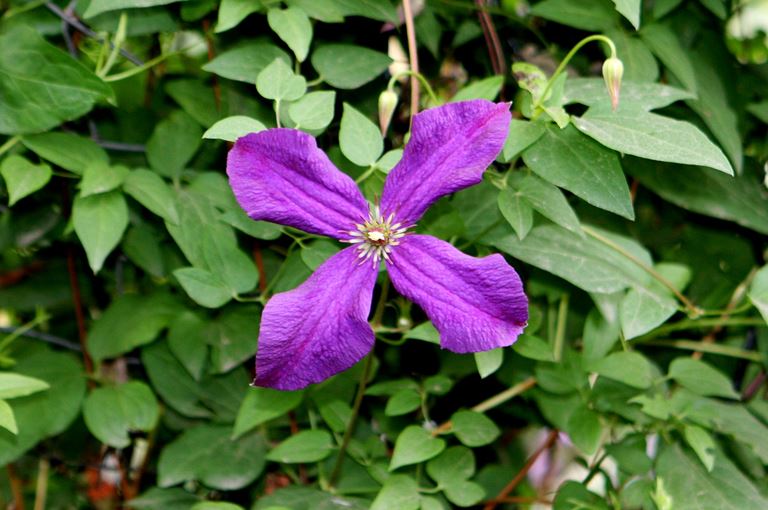 Clematis Jackmanii