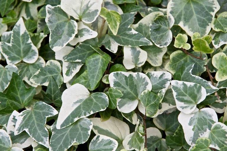 Hedera canariensis Variegata