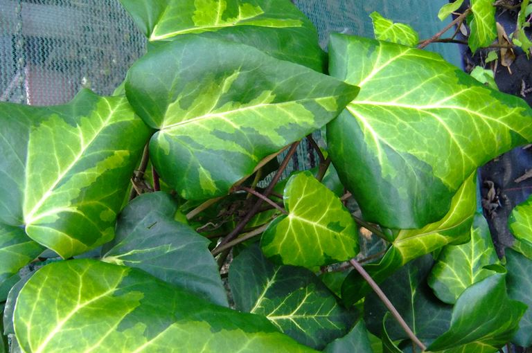 Hedera colchica Sulphur Heart