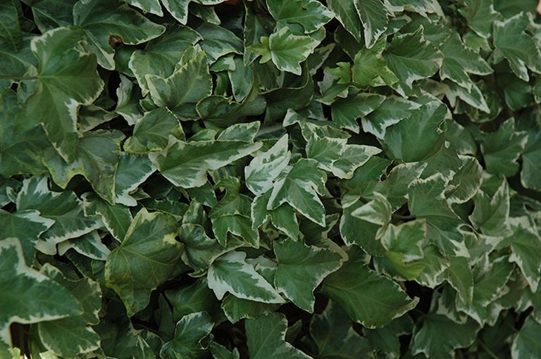 Hedera helix Bettina