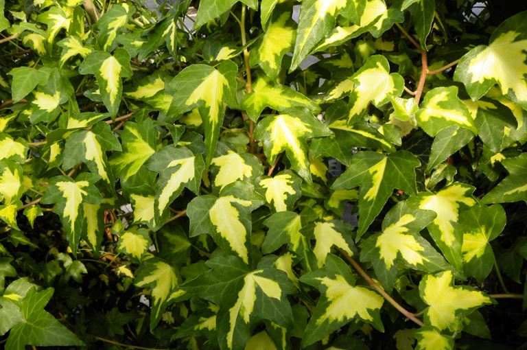 Hedera helix - Gold heart