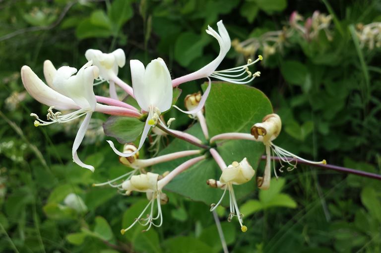 Lonicera caprifolium