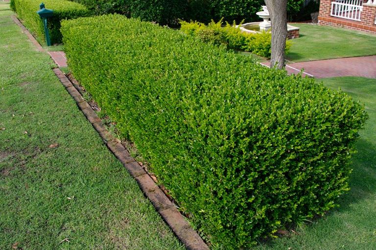 Buxus sempervirens