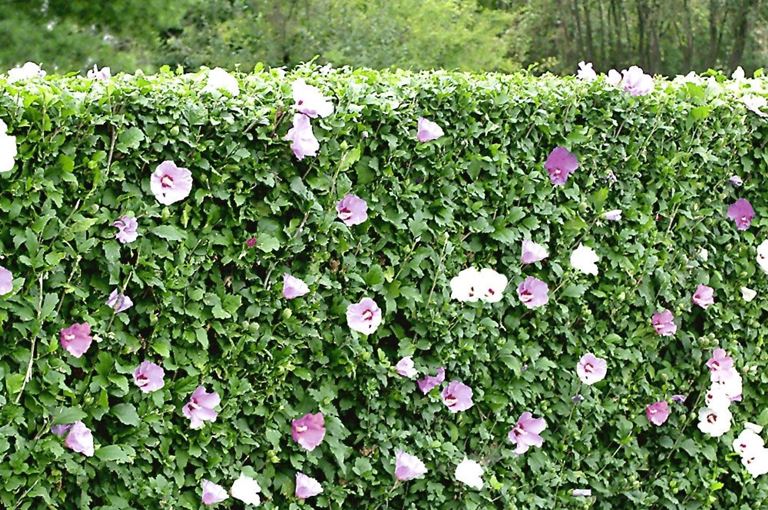 Hibiscus syriacus