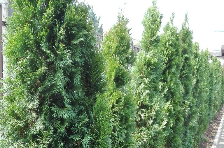 Thuja occidentalis Smaragd