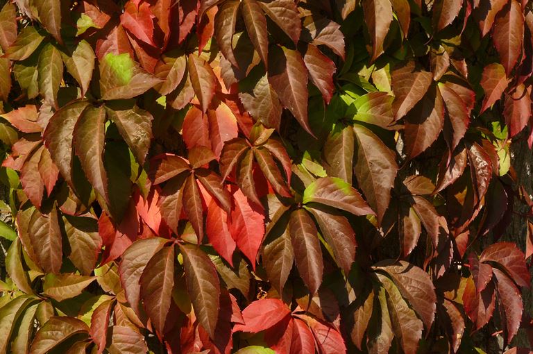 Parthenocissus quinquefolia