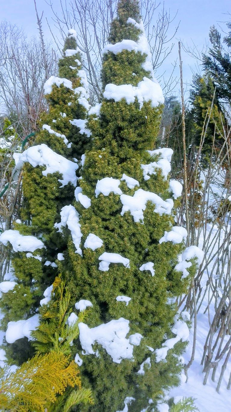 Picea pungens Conica