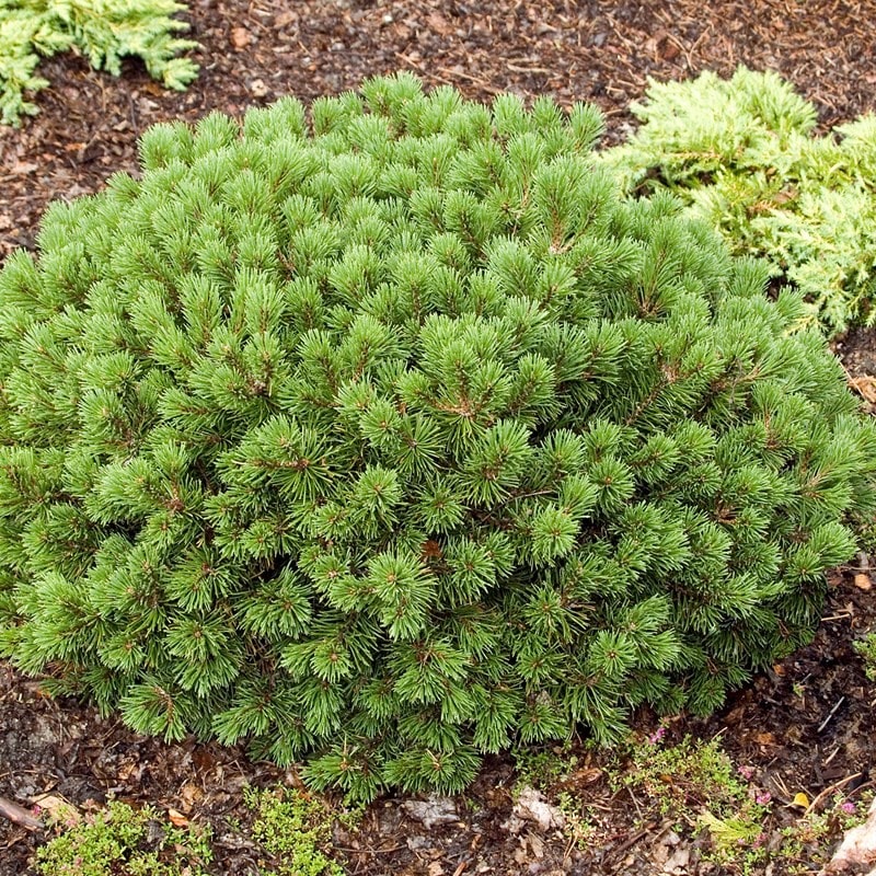 Pinus-mugo