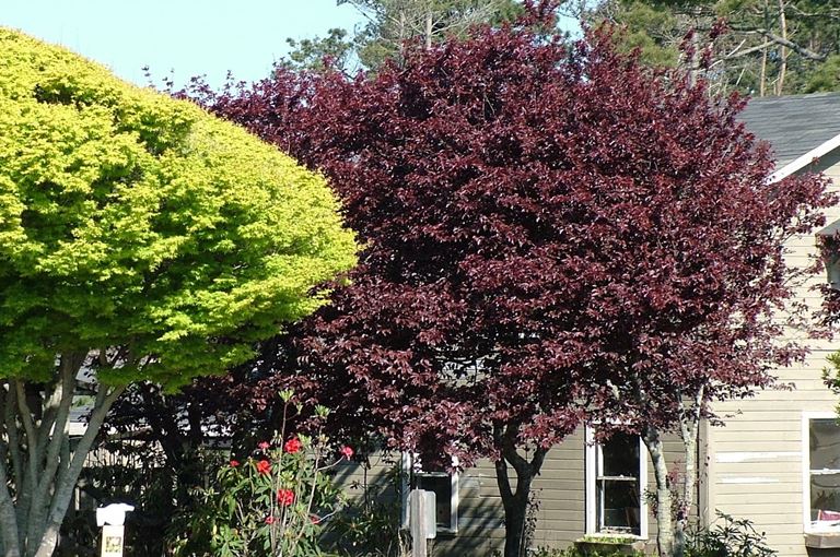 Prunus cerasifera Pissardii Nigra