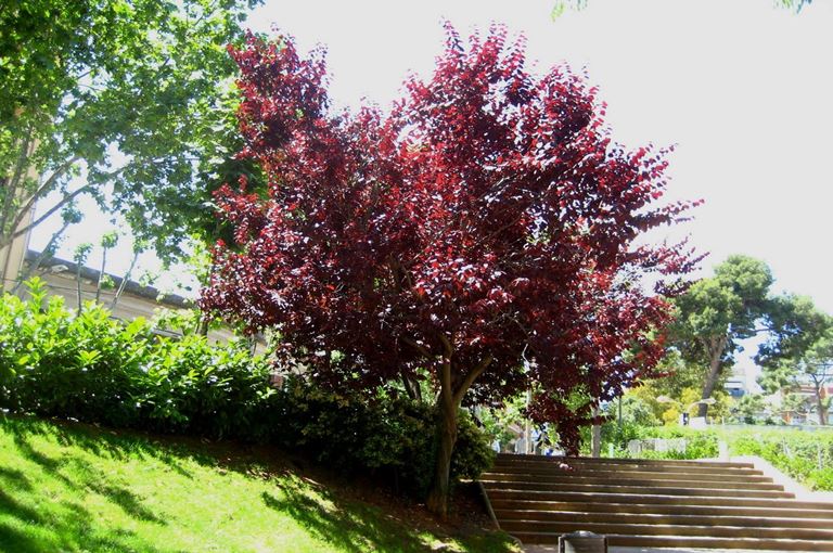 Prunus pisardi attropurpureum