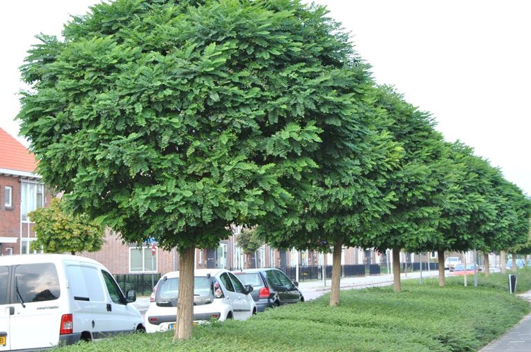 Robinia pseudoacacia umbraculifera