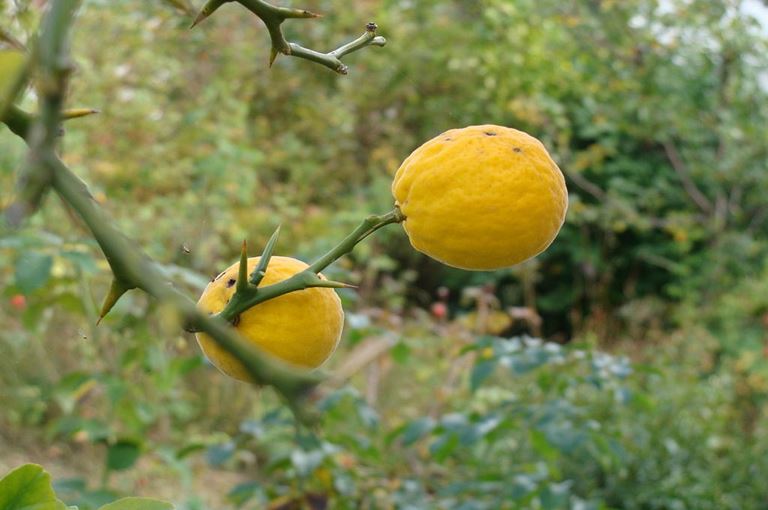 Limun sibirski