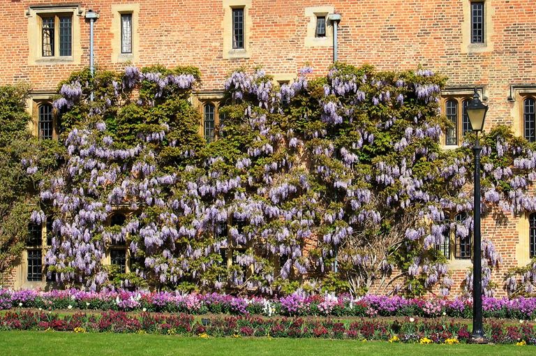 Wisteria sinensis