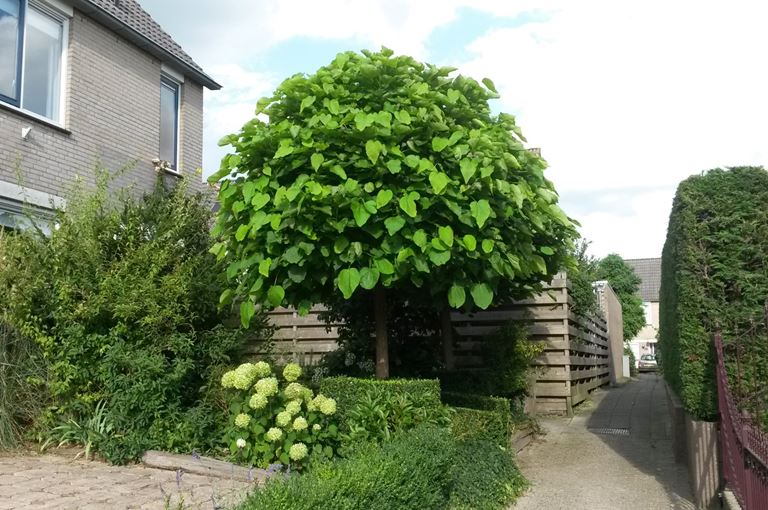 Catalpa bignonioides (Nana)