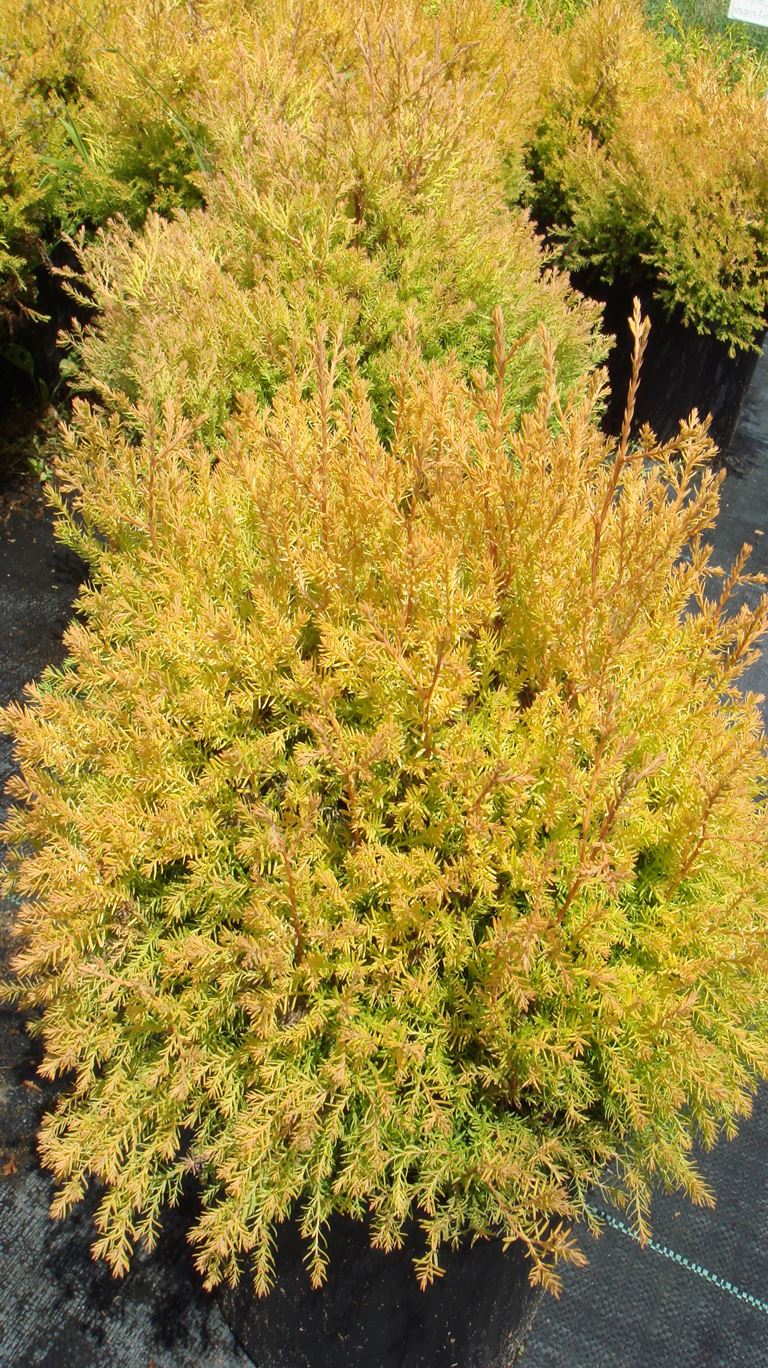 Thuja occidentalis Rain Gold